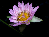 pink water lily 2