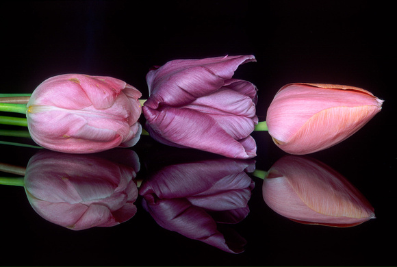 3 tulips with reflections 2.jpg