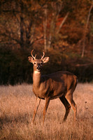 deer 6 point buck kensington 2.jpg