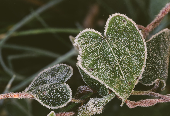 frosty heart shaped leaf morning glory 1.jpg