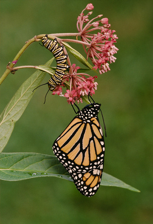 monarch and larve on swamp milkweed 1.jpg