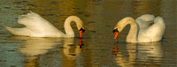 swan friends.jpg