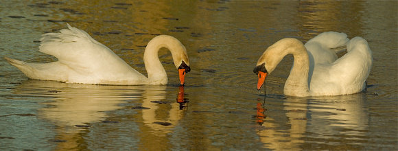 swan friends.jpg