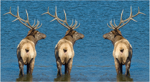 3 elk rear ends.jpg