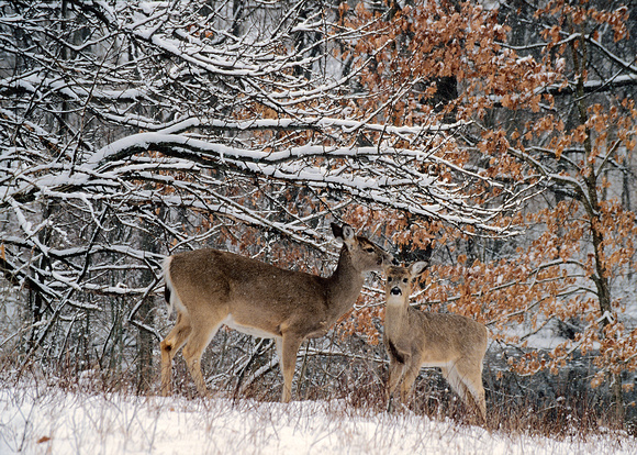 deer in snow 11.jpg