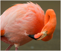 flamingo 08 85.jpg