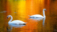 swans with fall color 05 1.jpg