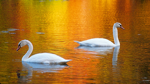 swans with fall color 05 1.jpg