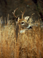 deer buck in grass kensington 3.jpg