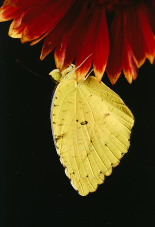 sleepy sulfur butterfly 3.jpg