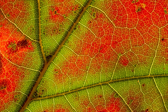 oak leaf closeup fall color 1.jpg