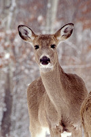 deer winter kensington 4.jpg