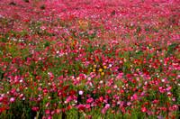 Kinde Mich flower poppy flower field 1.jpg