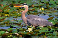 great blue heron in lilly pads 1.jpg