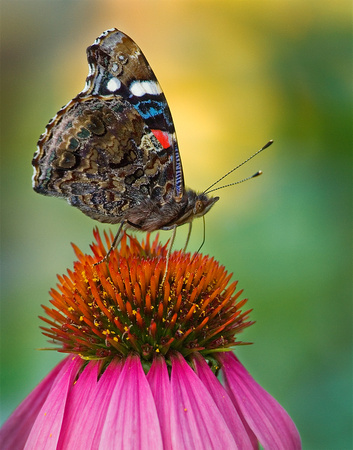 red admiral on cone.jpg