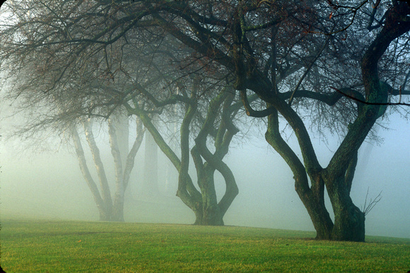 Huron Meadows foggy tree shape 03.jpg