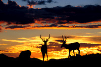 Two Elk at Sunset 1.jpg