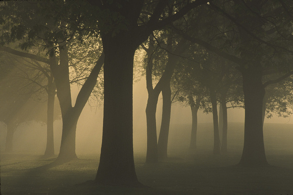 kensington foggy morning 1.jpg