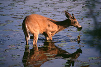 deer in water kensington 2.jpg