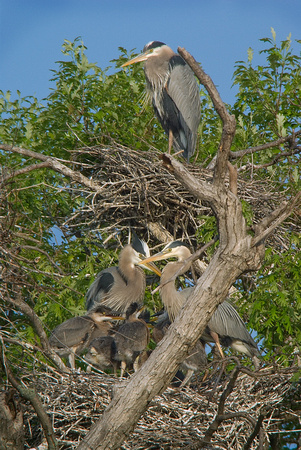 Heron family 1.jpg