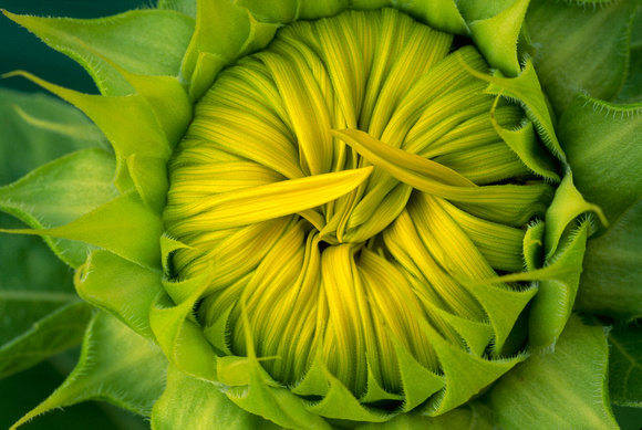 sunflower bud 1.jpg