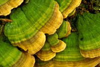 turkeytail fungus green 1.jpg