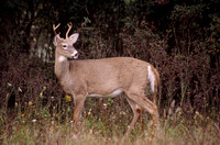 deer 4 point buck kensington.jpg