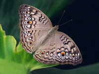 callaway butterfly.jpg
