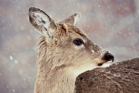 deer in snow kensington 9.jpg