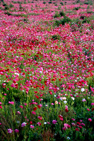 Kinde Mich flower poppy flower field 2.jpg