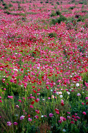 Kinde Mich flower poppy flower field 2.jpg