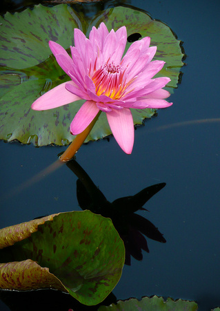 pink water lily 1
