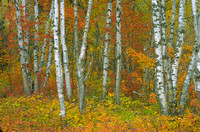 fall birch and maple 1.jpg