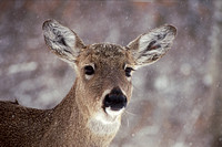 deer in snow kensington 12.jpg