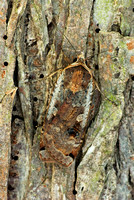 moth on bark 2.jpg