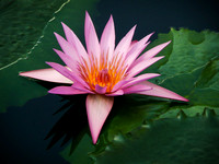 pink water lily 3