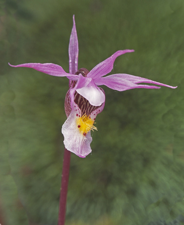 rams head orchid 1.jpg