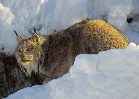 lynx in snow 1 email.tif