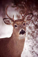 deer 6 point buck kensington 1.jpg
