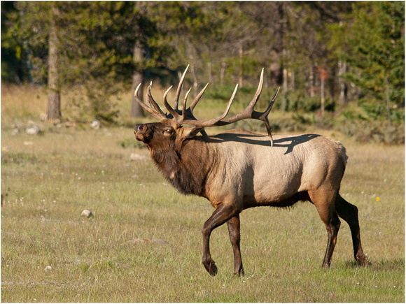 bull elk prancing 10 445