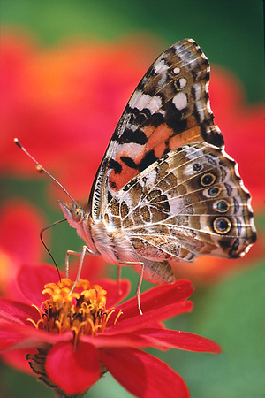 painted lady on zienna.jpg