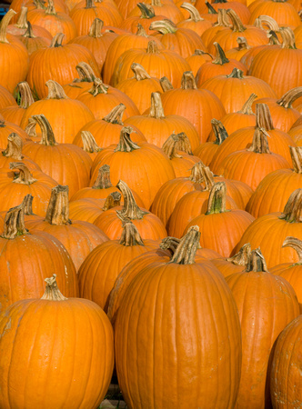 pumpkins 08 104.jpg