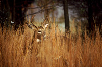deer buck in grass kensington 1.jpg