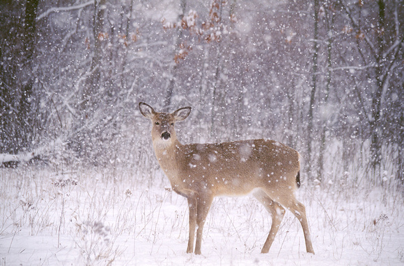 deer in snow kensington 19.jpg