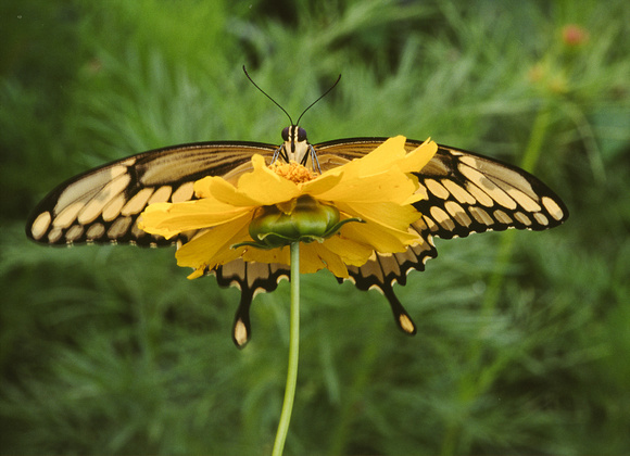 giant swallowtail on coreopsis 2.jpg