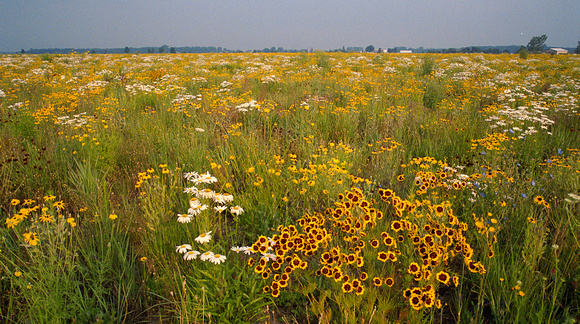 Kinde Mich flower field 17 cropped.jpg