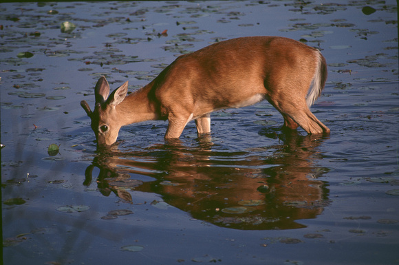 deer in water kensington 1.jpg