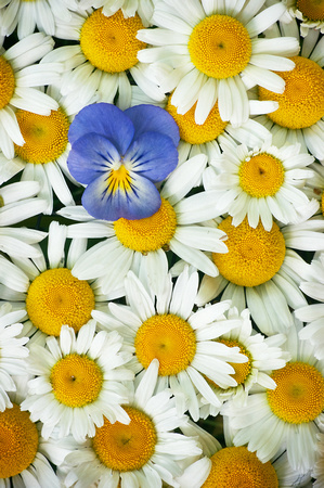 blue pansy with daisies