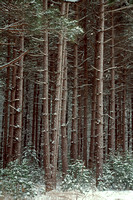 red pine trees in snow island lake rec 1.jpg