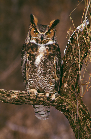 great horned owl winter 2.jpg